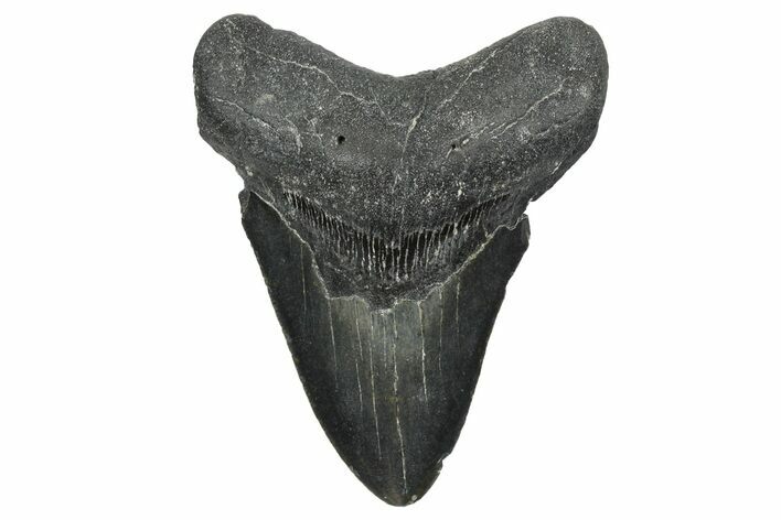 Fossil Megalodon Tooth - North Carolina #348301